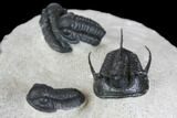 Devil Horn Cyphaspis Trilobite With Three Gerastos - Mrakib, Morocco #146617-5